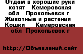 Отдам в хорошие руки котят - Кемеровская обл., Прокопьевск г. Животные и растения » Кошки   . Кемеровская обл.,Прокопьевск г.